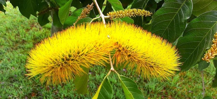 Combretum 5