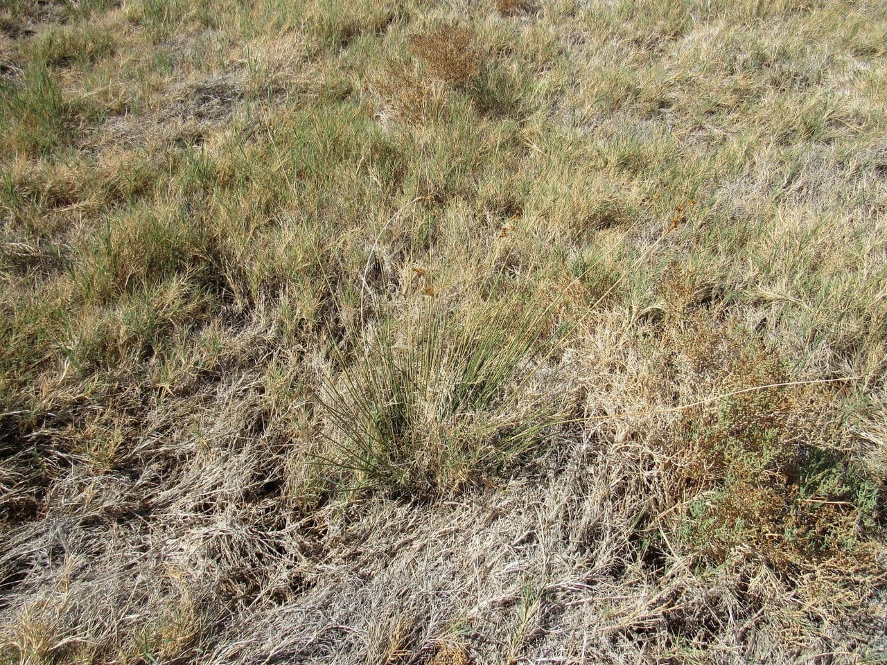 Junco de Cooper 2