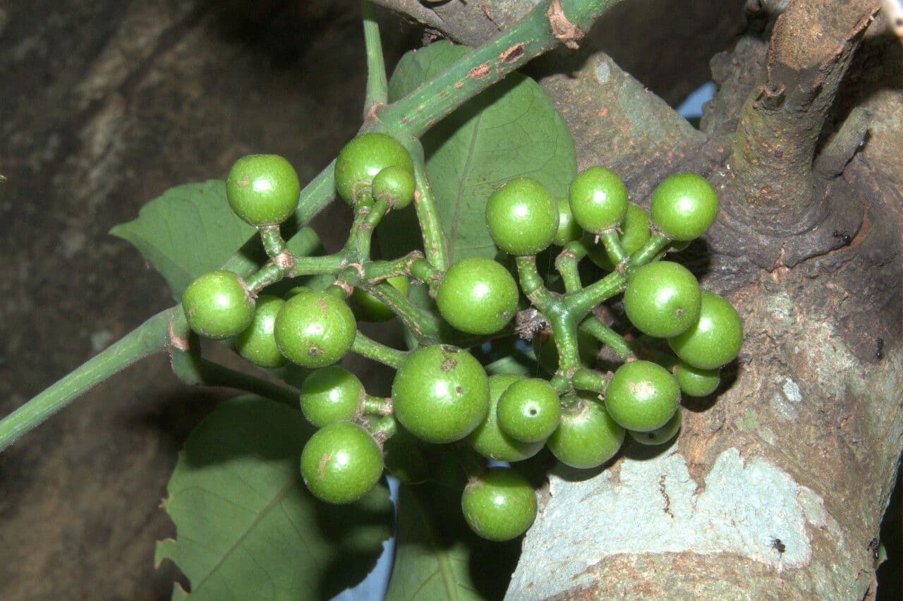 Tetrastigma 2