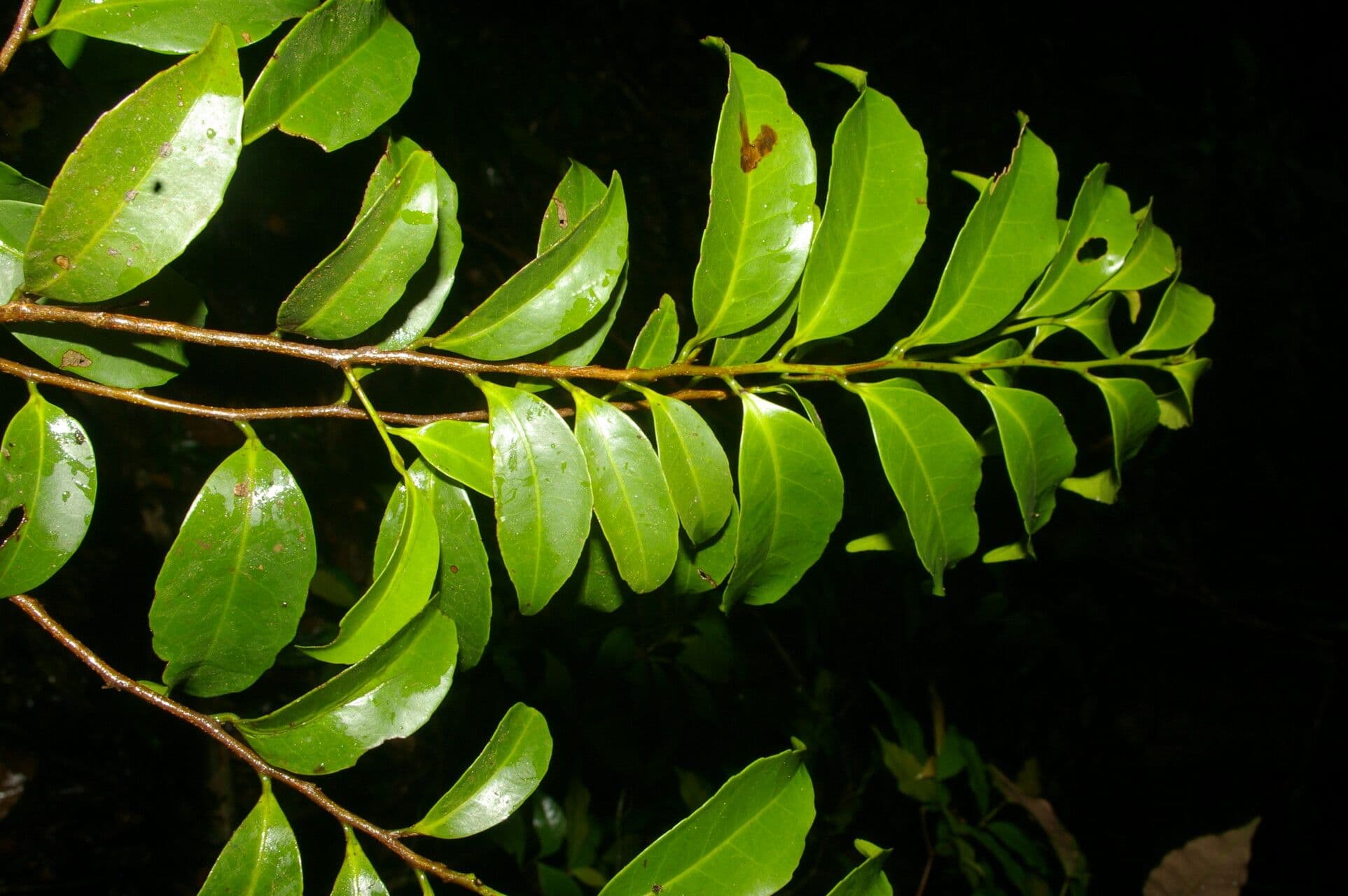 Symplococarpon