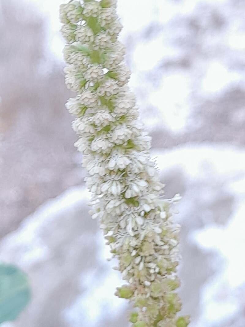 Semenec 5