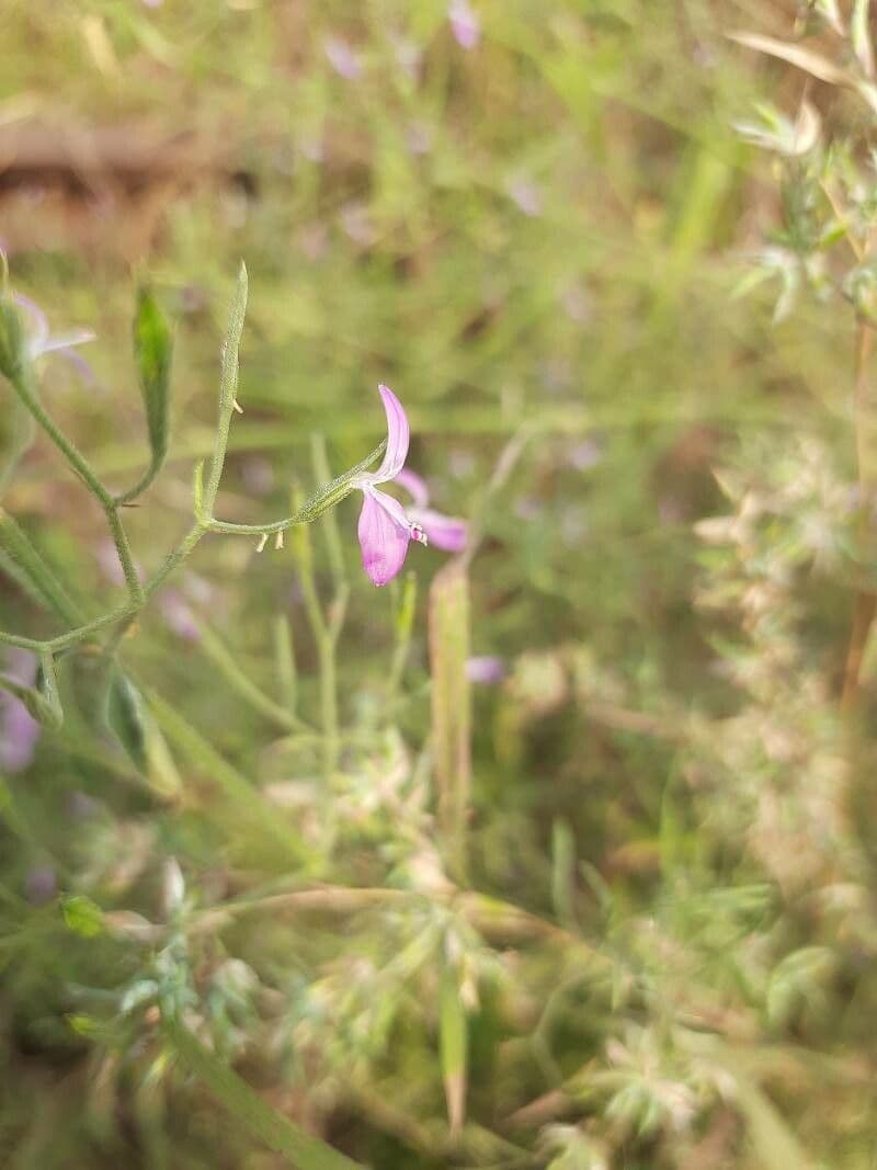 Dicliptera paniculata 3