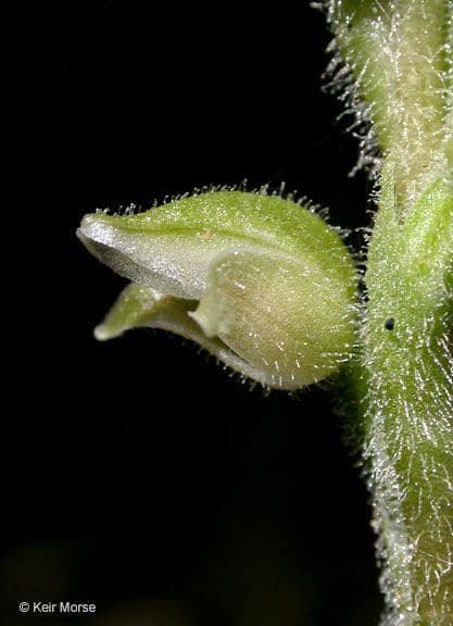 Goodyera oblongifolia 5