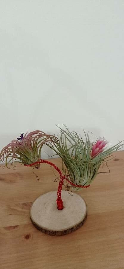 Tillandsia ionantha 14