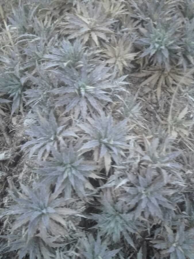Cardo cespuglioso