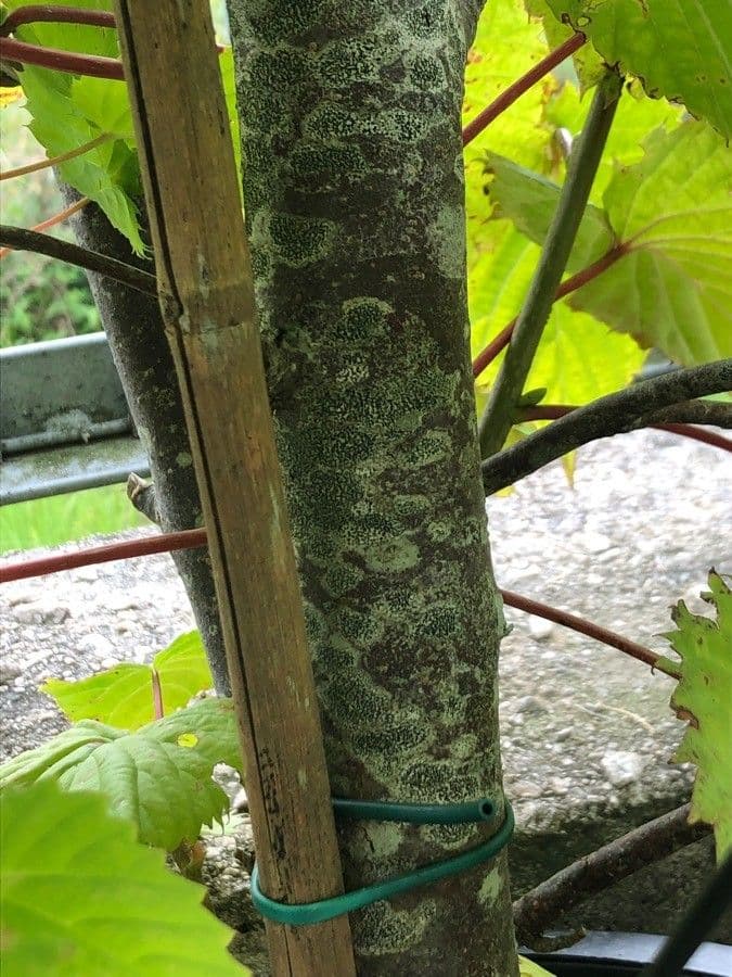 Taschentuchbaum 22