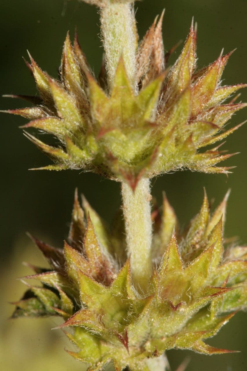 Sideritis 2