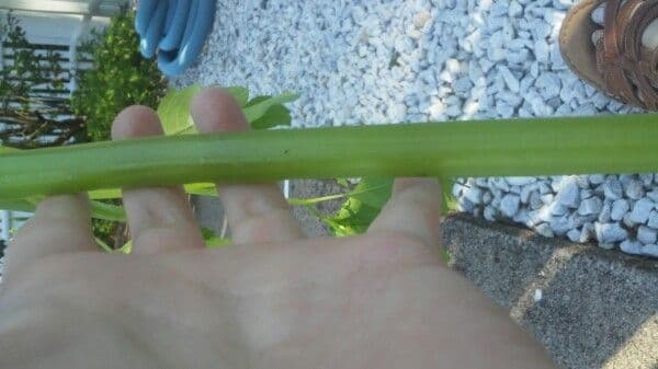 Arisema trójlistna 23