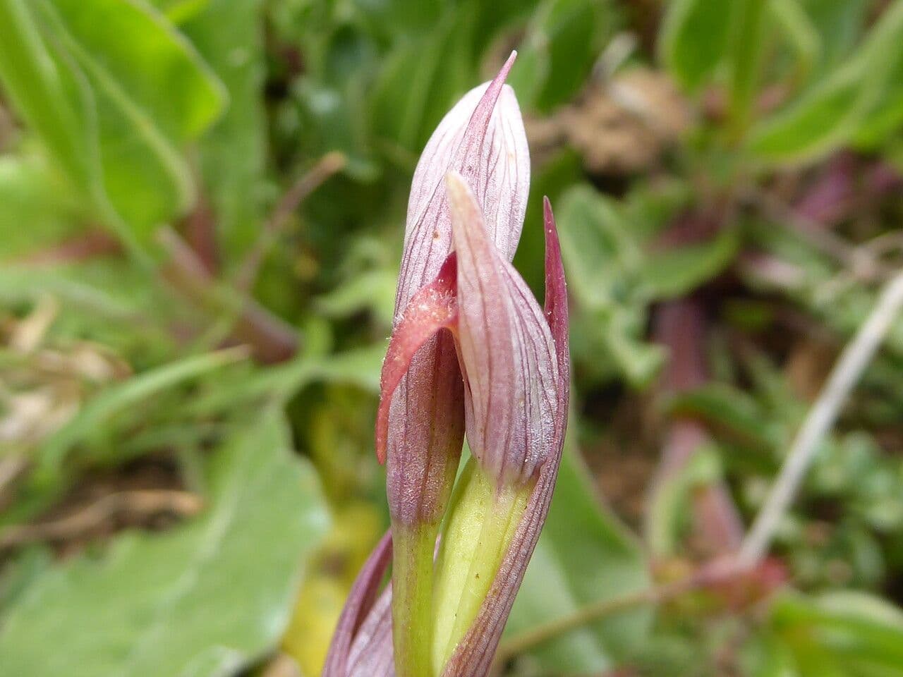 Serapias parviflora 9