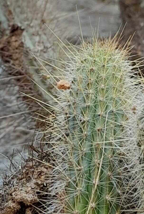 Cleistocactus 9