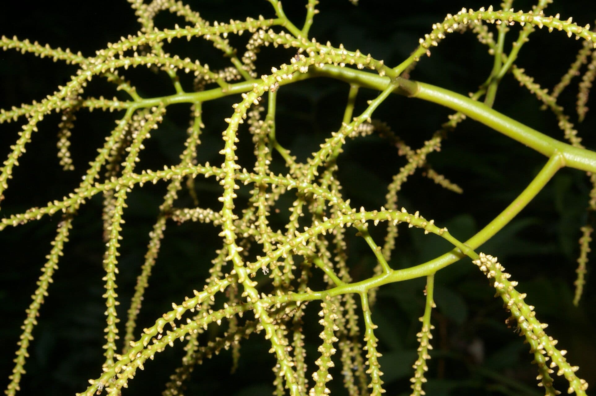 Ubim-Palme 6