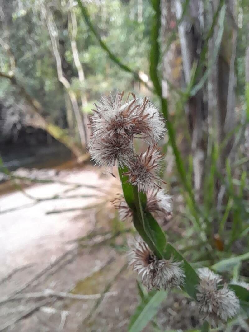Baccharis trimera 5