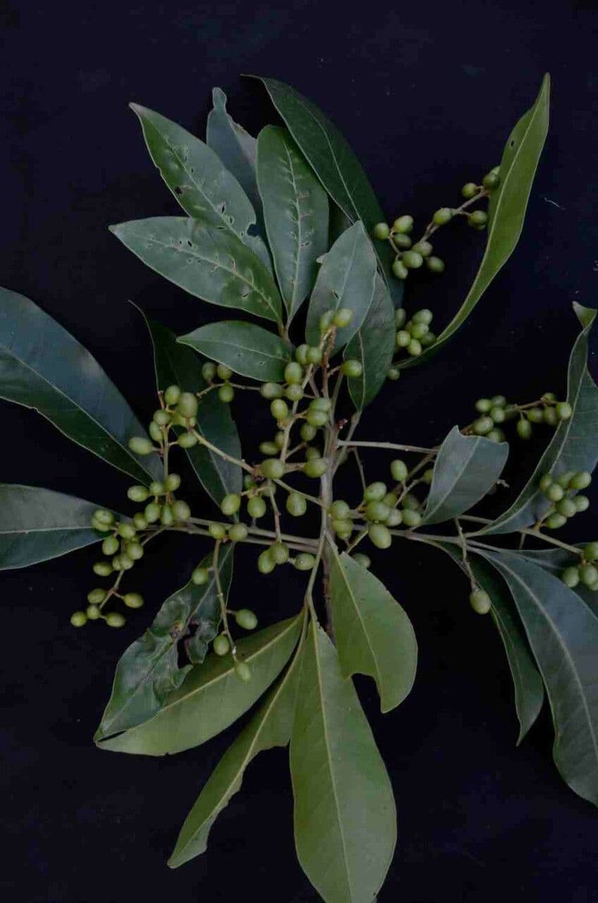 Tapirira 15