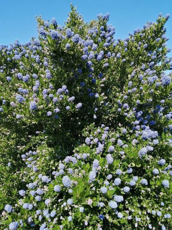 Ceanoto arboreo 15