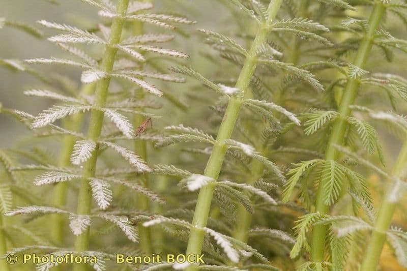 Millefoglio d'acqua