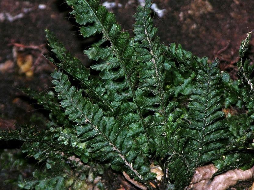 Trichomanes 5