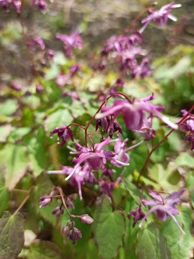 Großblütiges Elfenblümchen 5