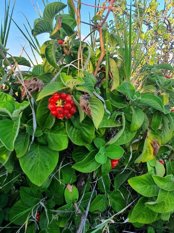 Psychotria 8