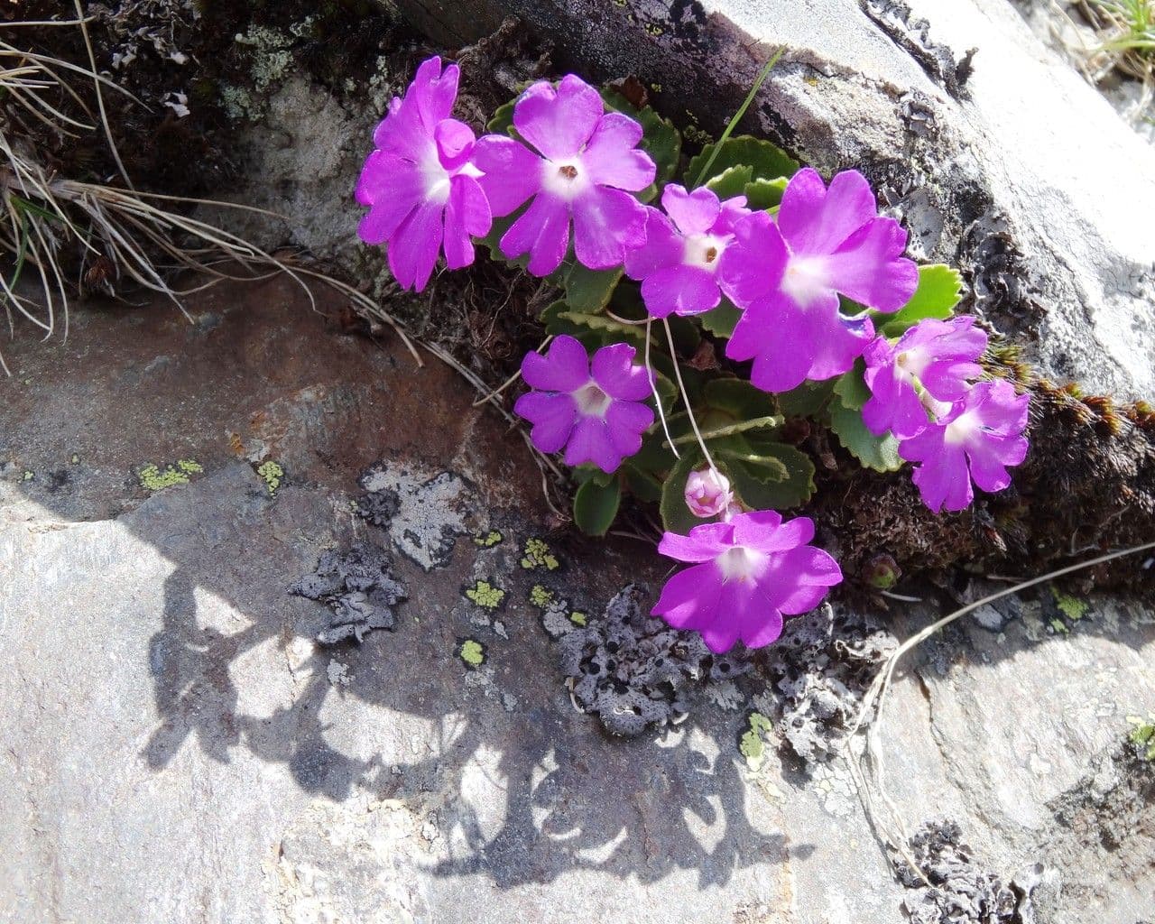 Primula hirsuta 15