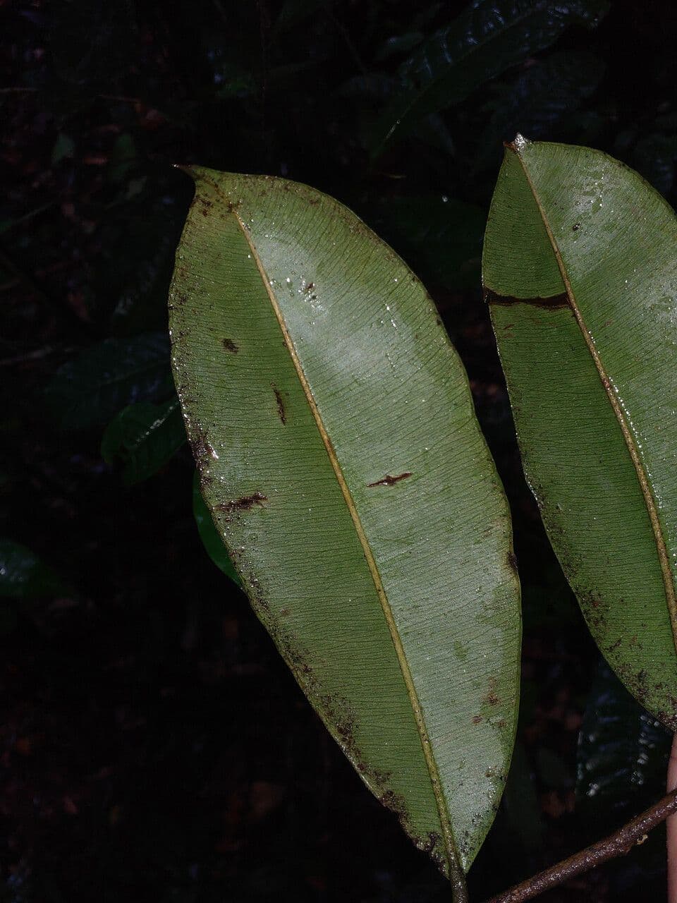 Micropholis 3
