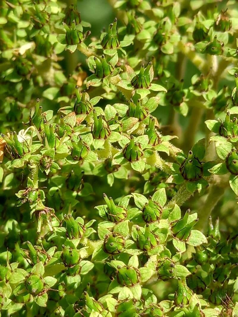 Rodgersia stopkatá