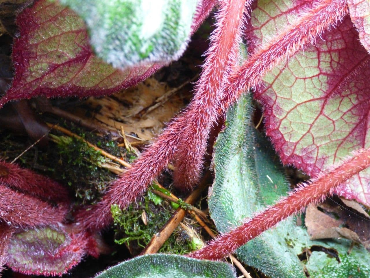 Begonia rex 21