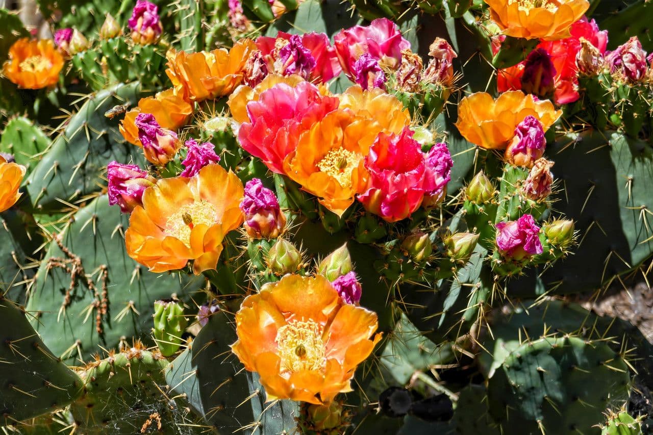 Nopal espinoso 22