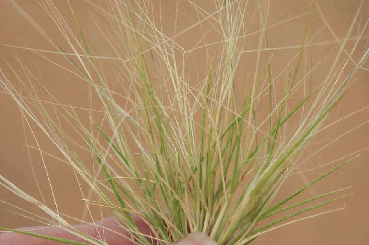 Aristida 6