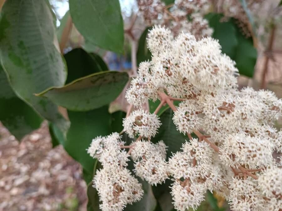Miconia elata 6