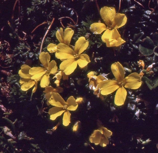 Morisia monanthos 12