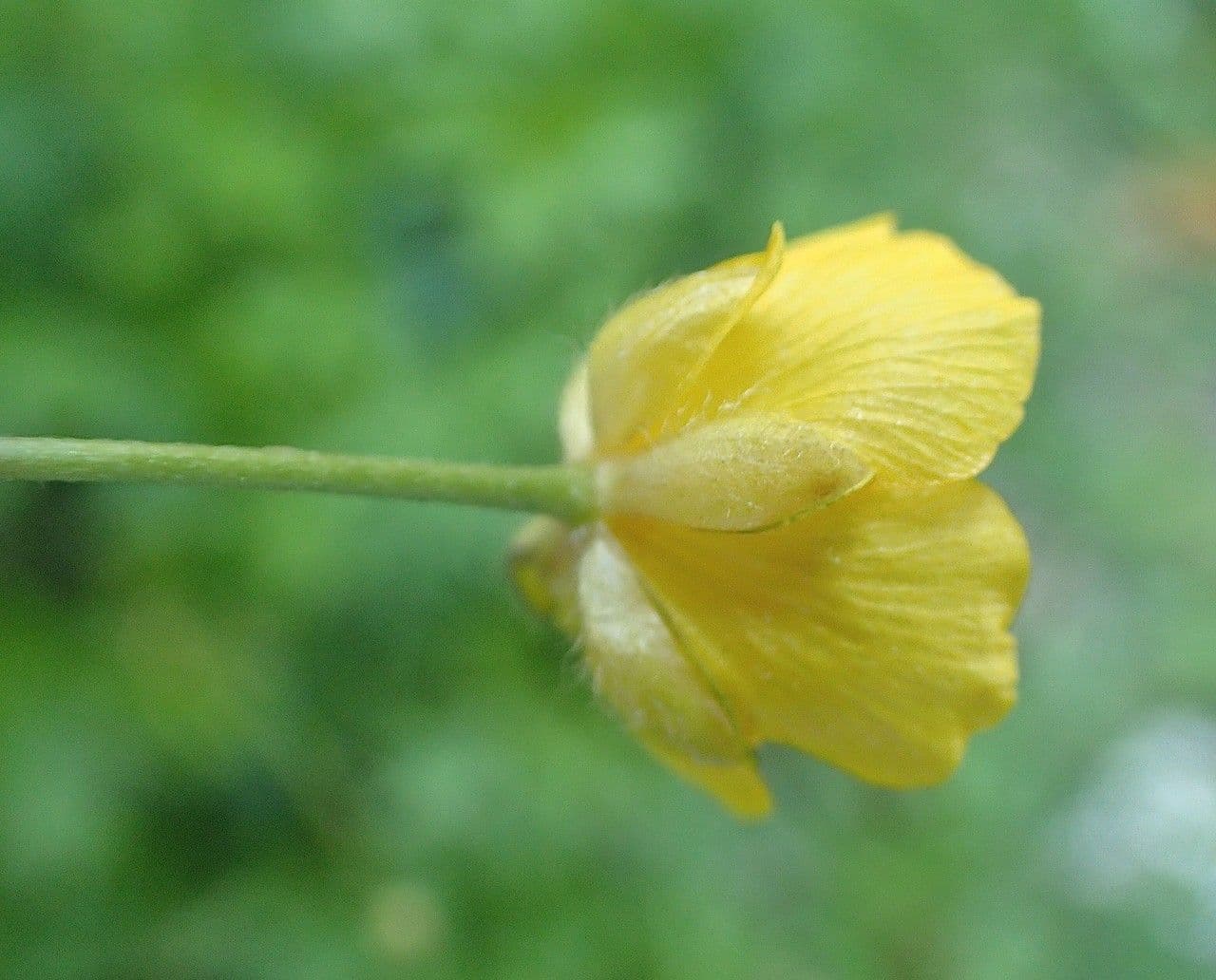 Ranunculus aduncus 8