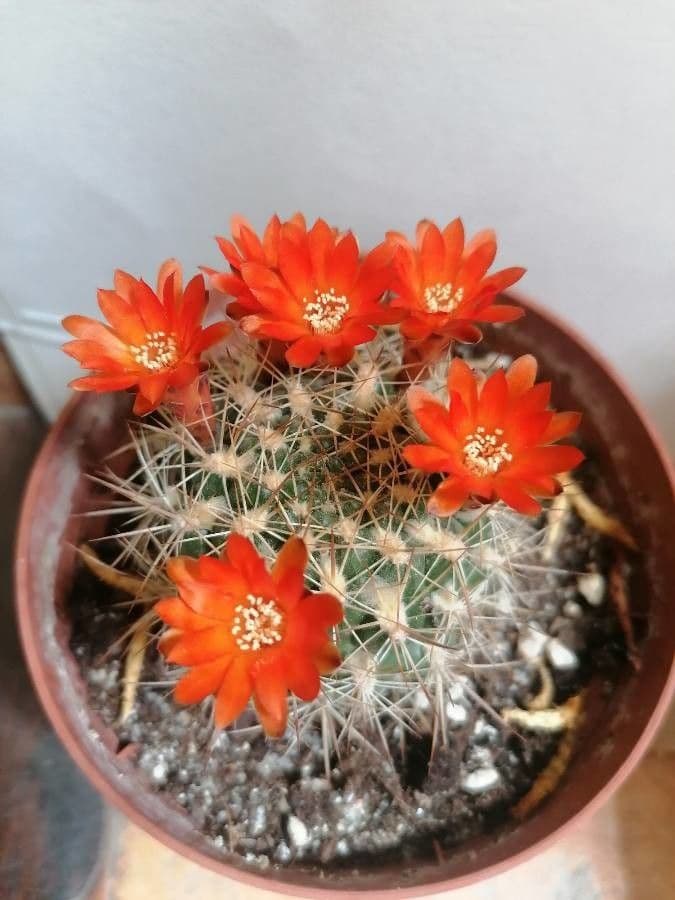 Weingartia 10
