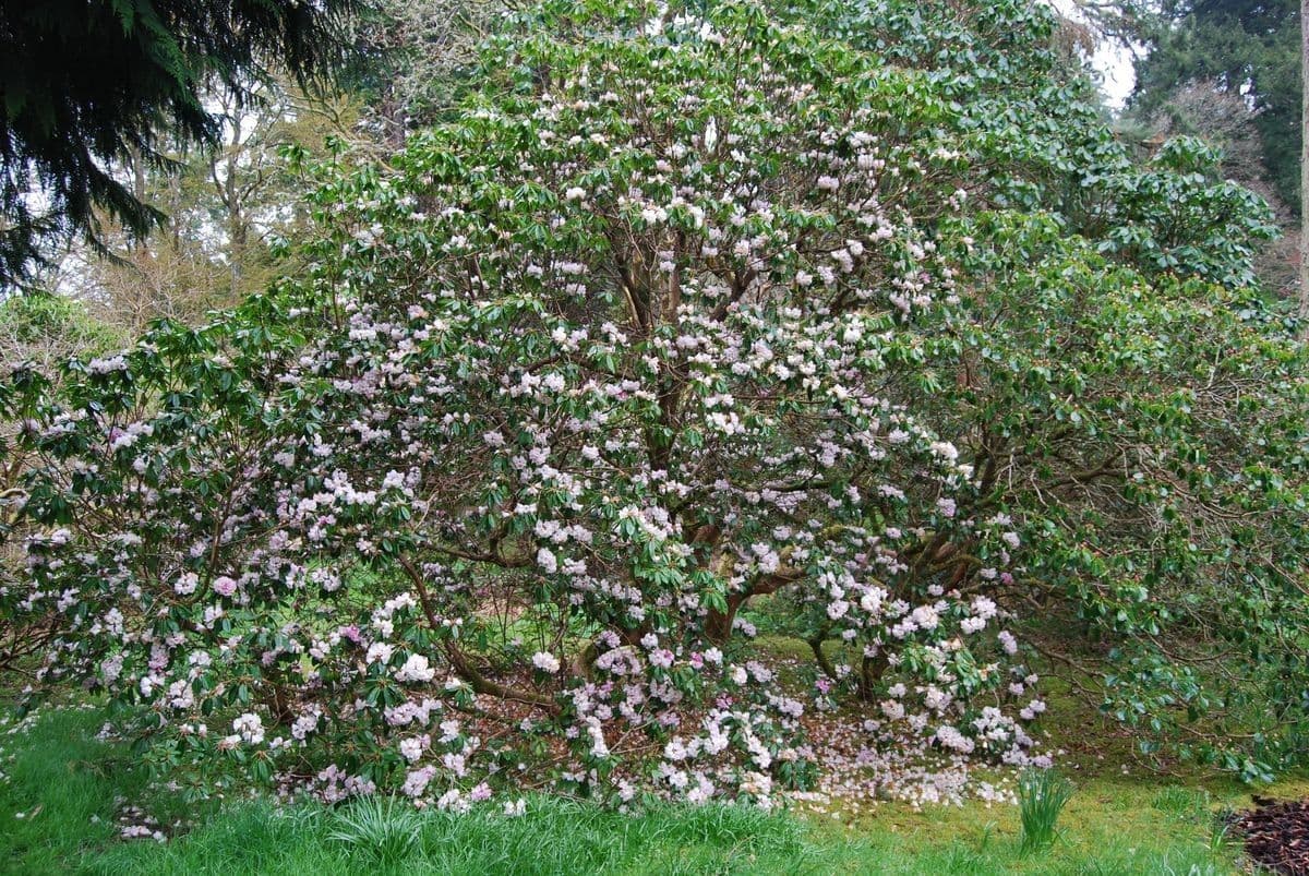 Rododendro 10
