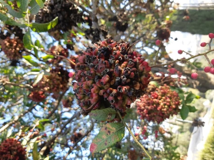 Pistacia 7