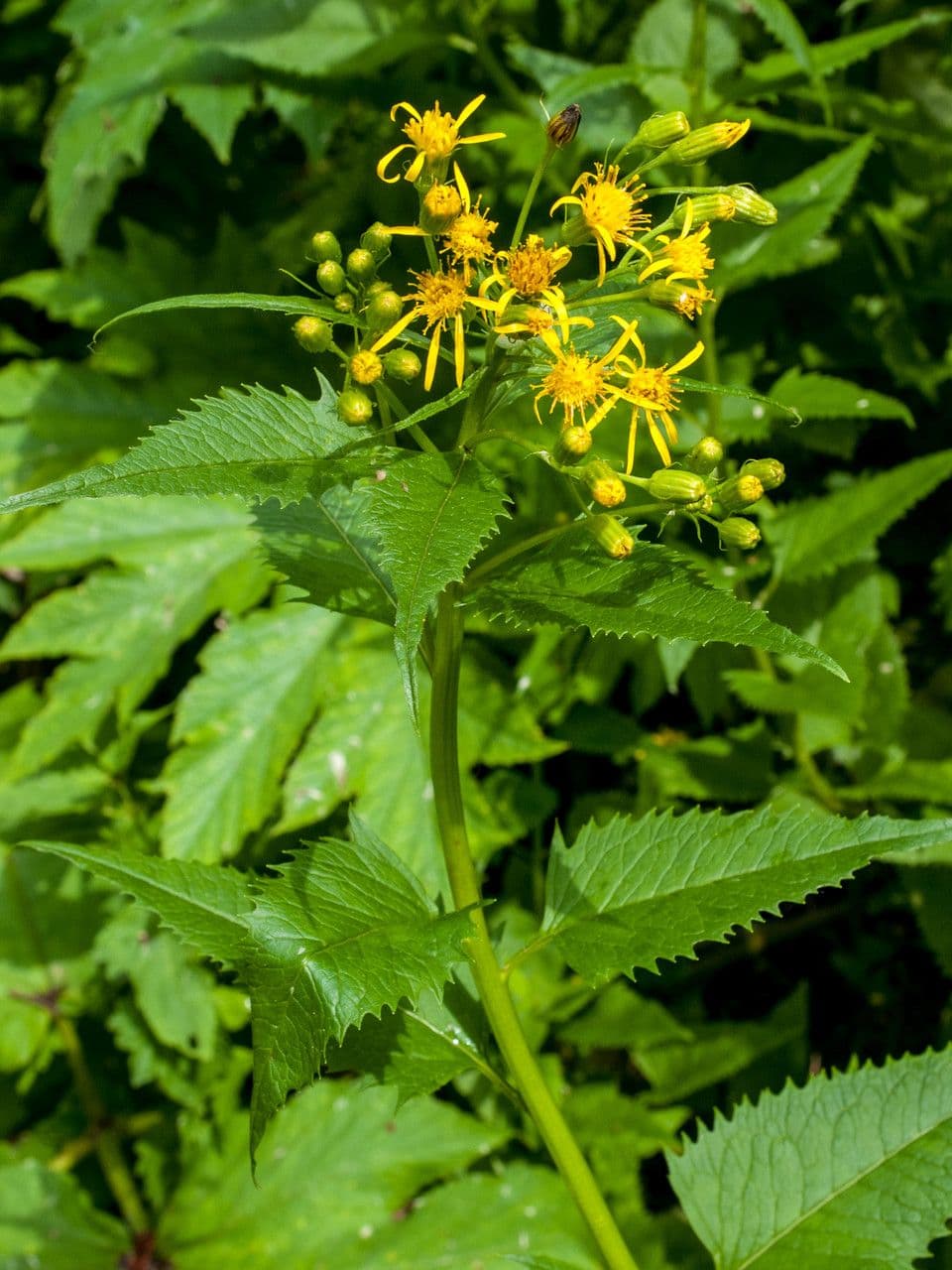 Senecio triangular 14