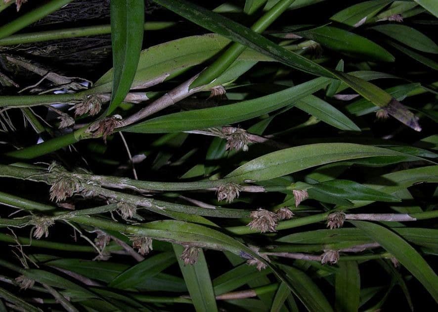 Scaphyglottis 12