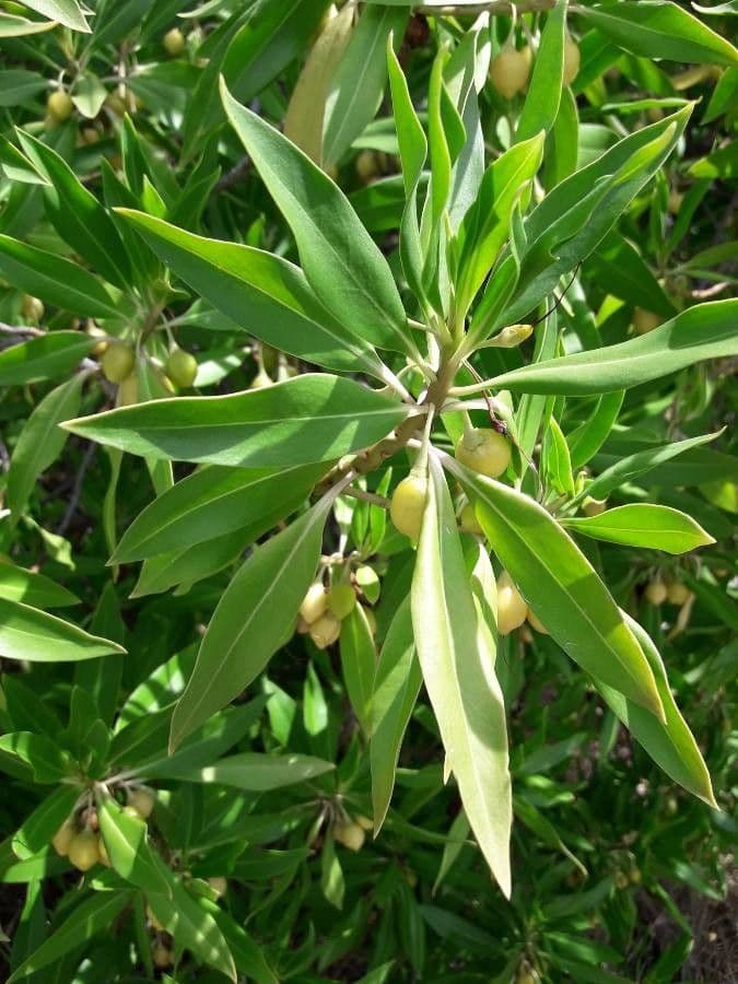 Bontia 5
