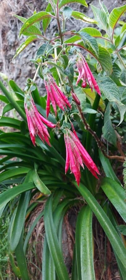 Fucsia 2