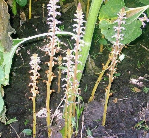 Australian broomrape 15