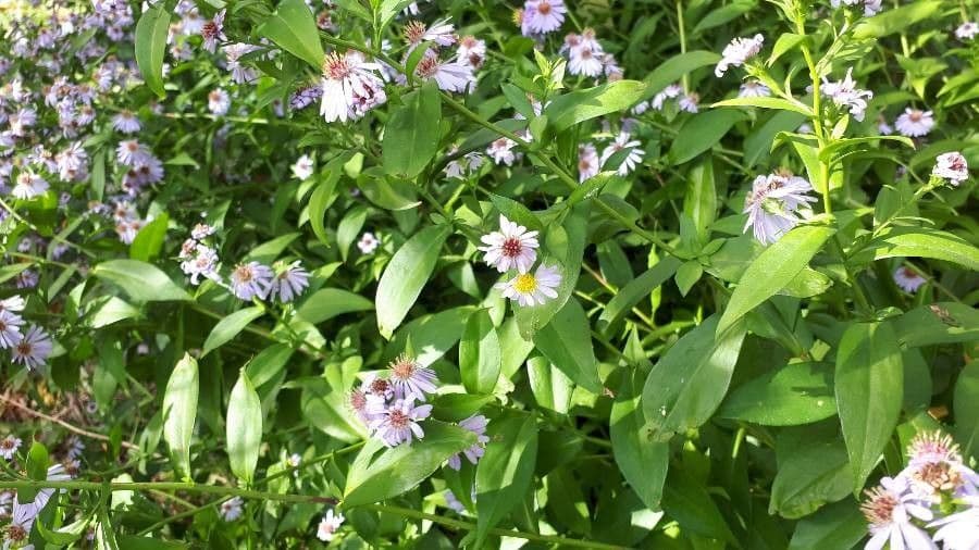 Aster lanceolato 16