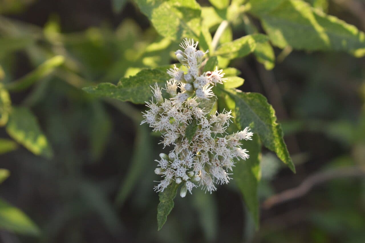 Austroeupatorium 4