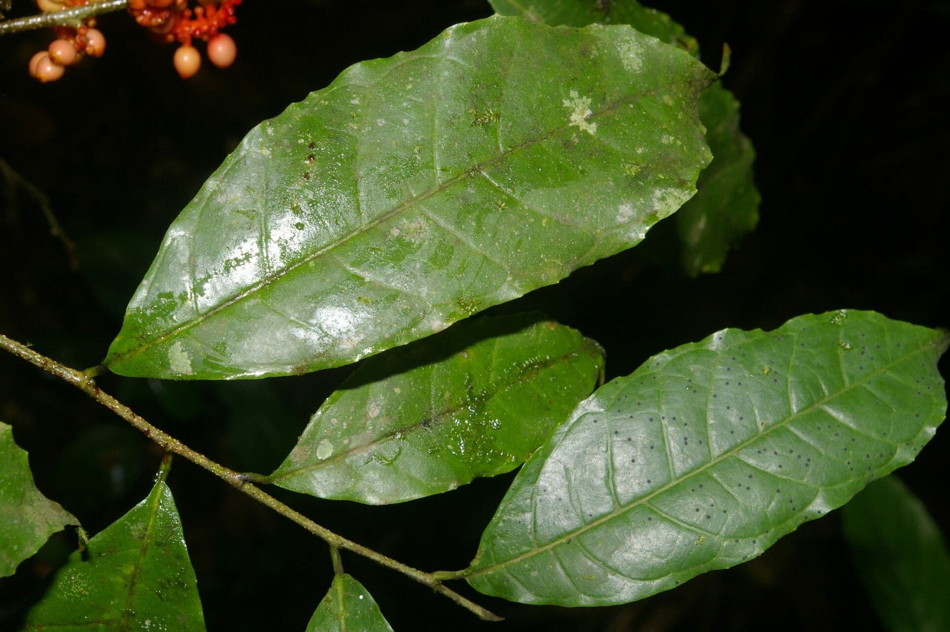 Sorocea 8