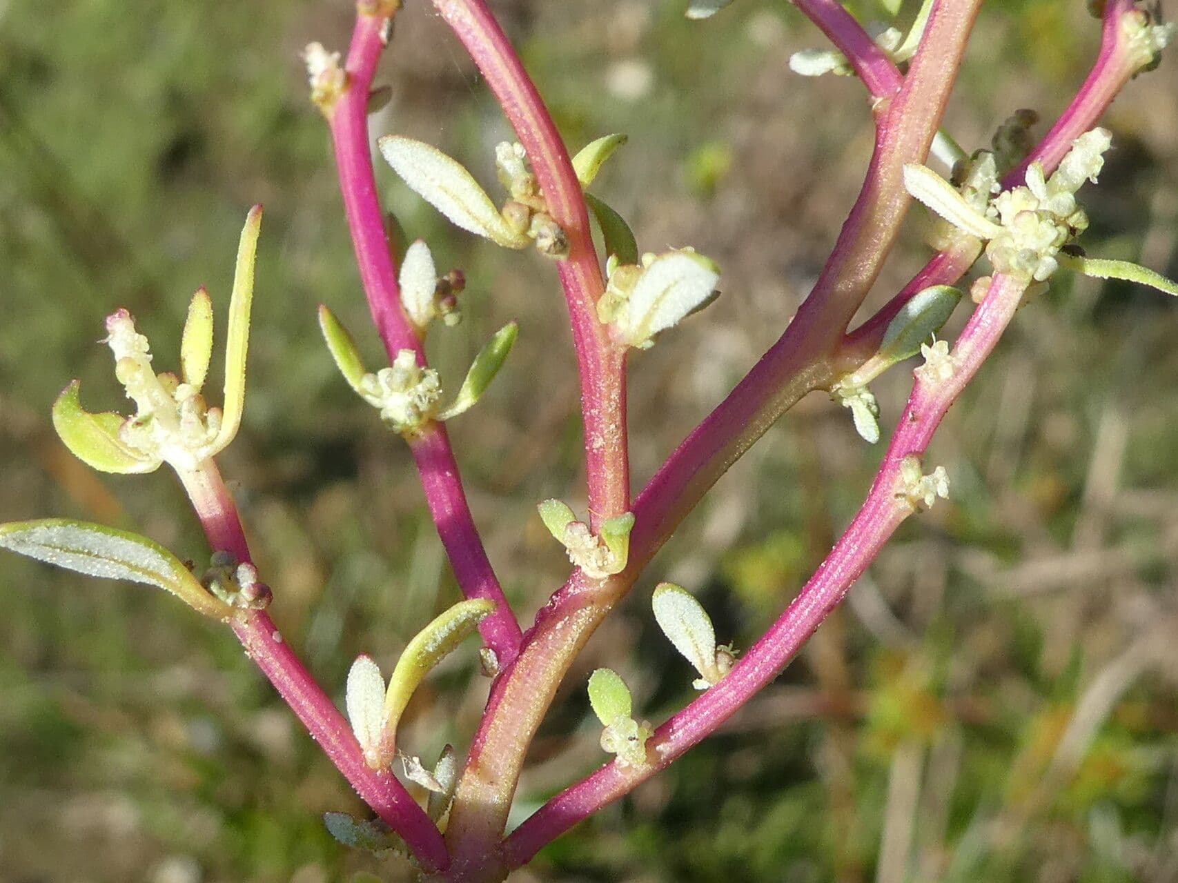 Chénopode glauque 13