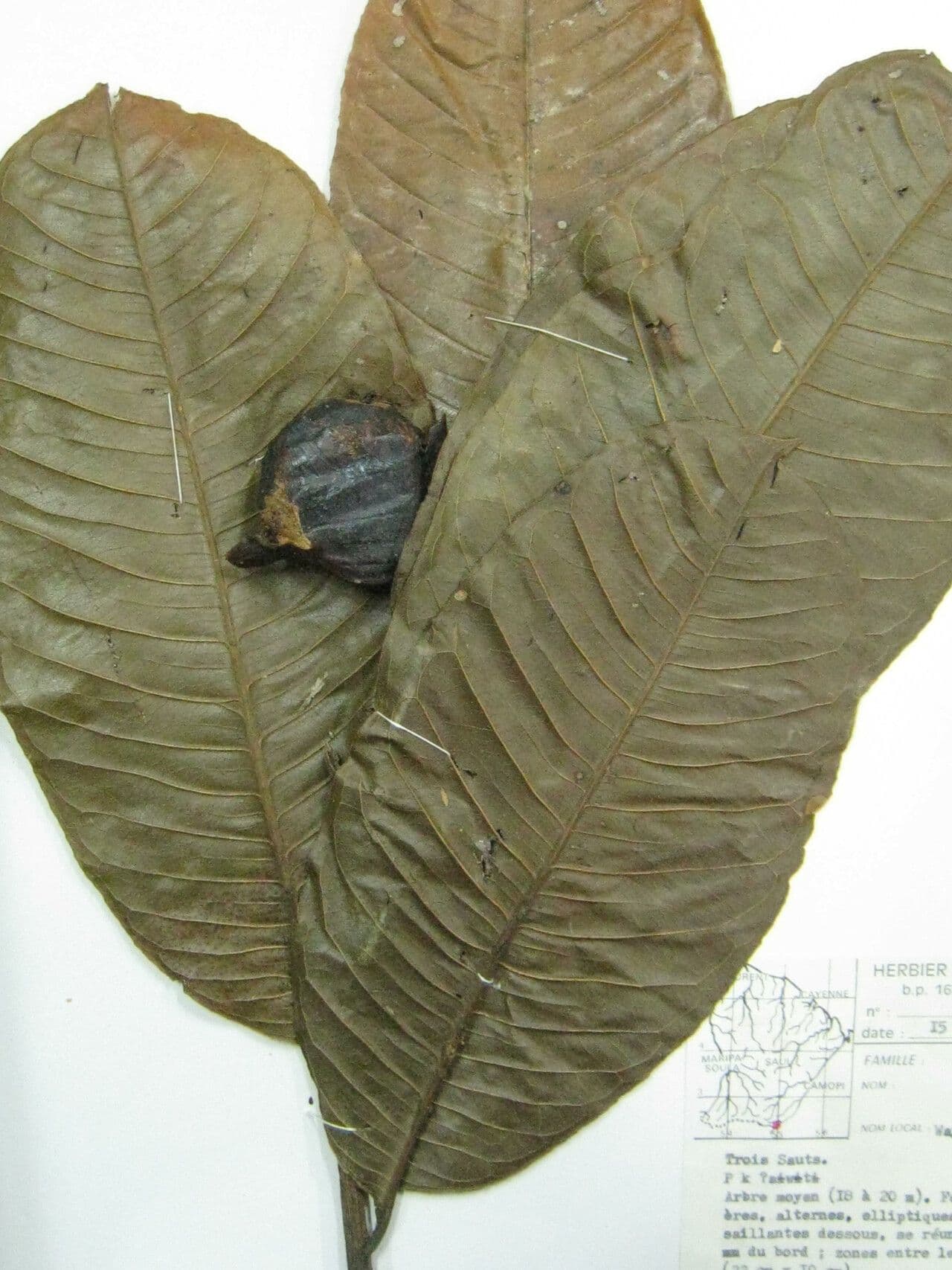 Eschweilera 8