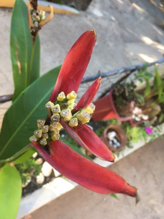 Fiore pappagallo 4