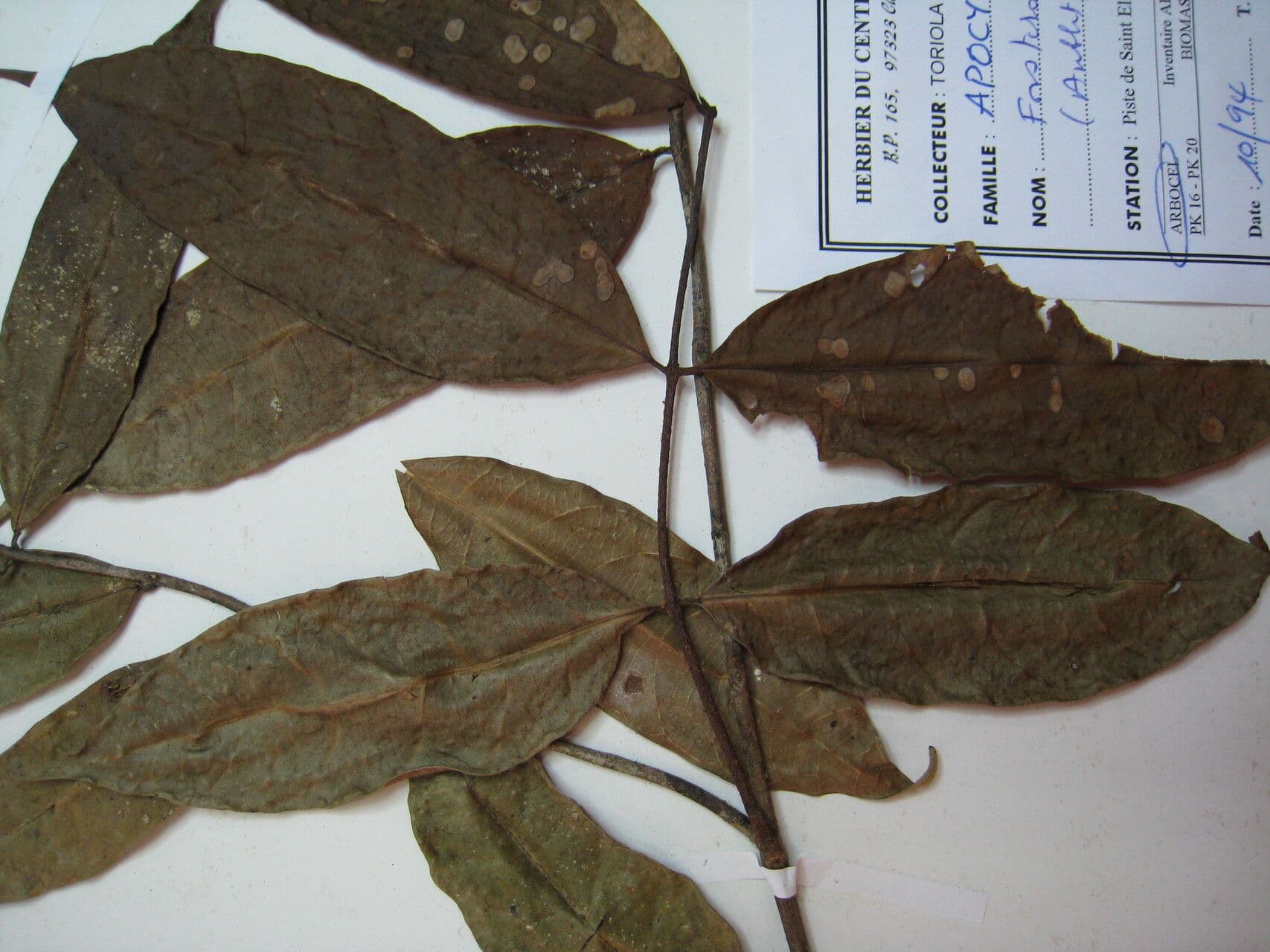 Forsteronia 4