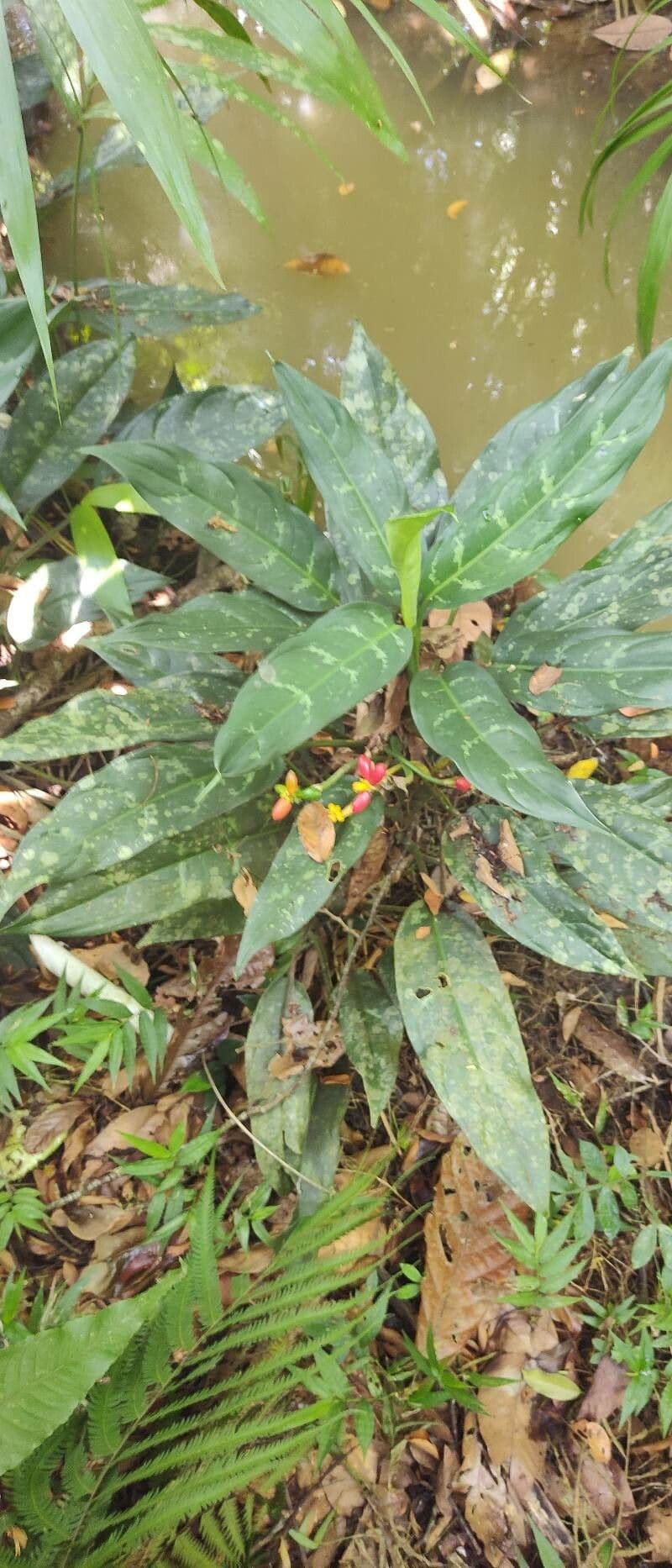Aglaonema 8