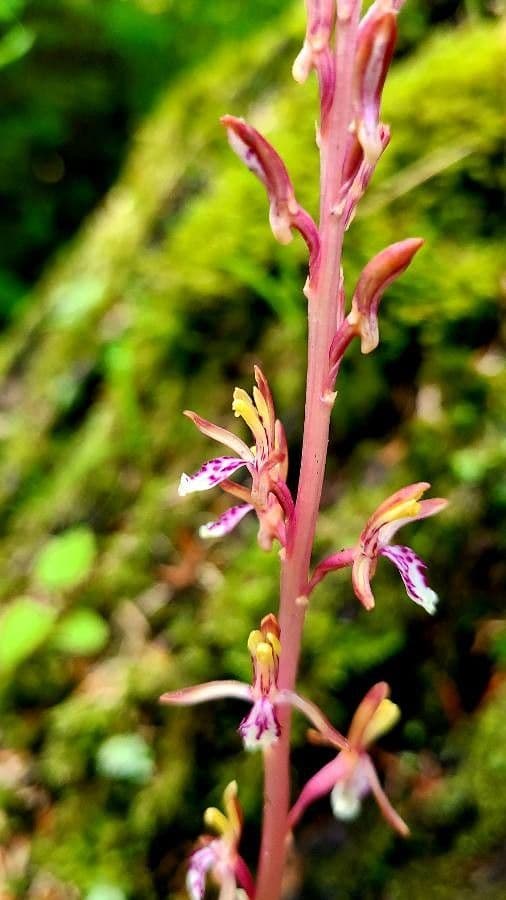 Corallorhiza 5