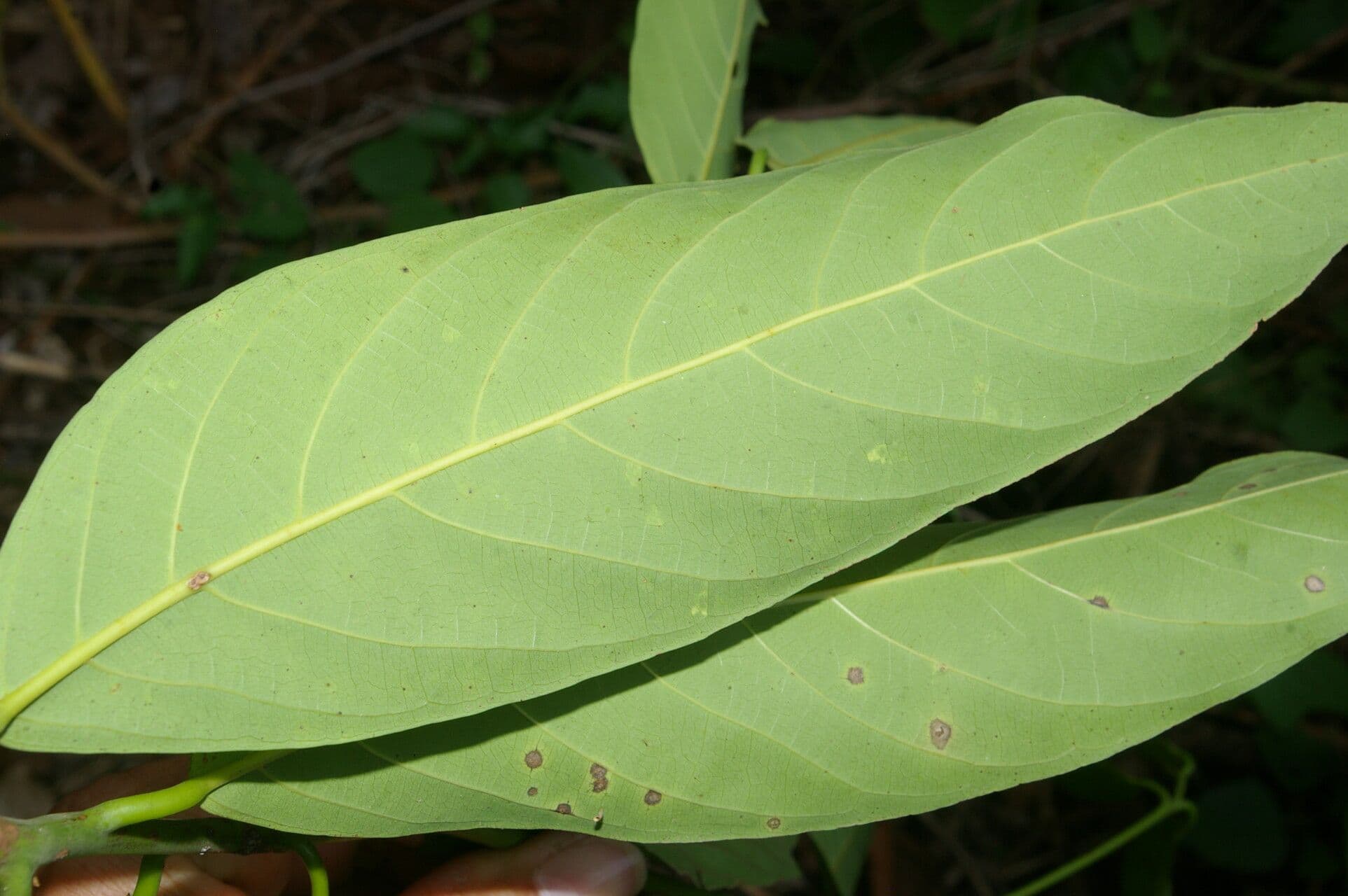 Nectandra 3