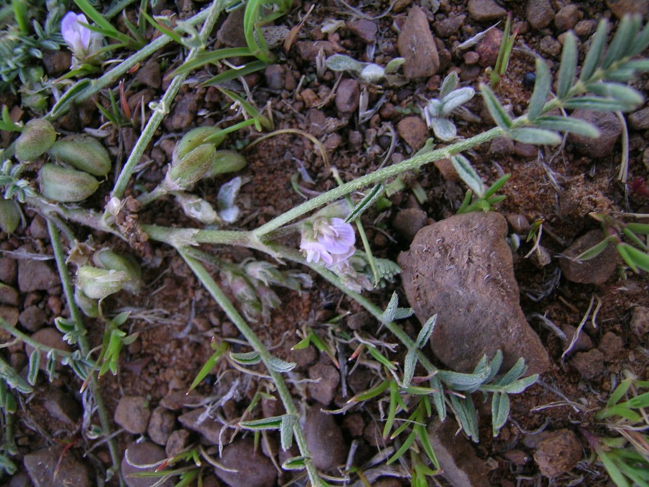 Astragalo 2